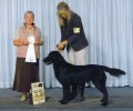 FCRCS National Specialty - 4th Open Dogs - Eagle