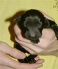 1 Day Old - Puppy #1