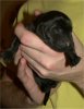 1 Day Old - Puppy #3