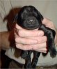 8 Days Old - Puppy #3