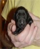 1 Day Old - Puppy #4