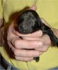 1 Day Old - Puppy #5