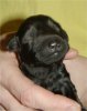 1 Day Old - Puppy #6
